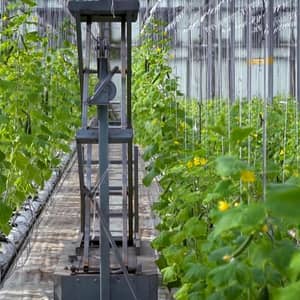 Rows of cucumber plants growing in a hydroponic greenhouse, with a vertical irrigation system and pollination equipment. Crypto donations by ETH empower families with sustainable agriculture.