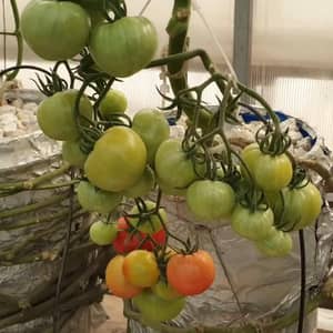 Hydroponic greenhouse tomatoes nurtured by crypto donations, enabling women empowerment and community growth. Supported by USDT.