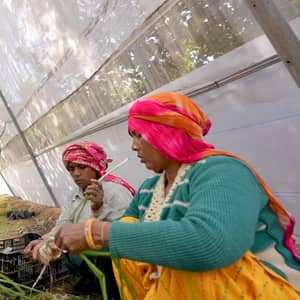Two women working in a greenhouse tending to seedlings, supported by crypto donations via BTC, showcasing resilient growth and sustainable agriculture.