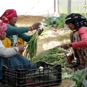 Three women harvesting hydroponic vegetables with BTC donation support, fostering resilience and growth. Keywords: Widows, Empowerment, Hydroponics, Crypto Donations, Sustainable Agriculture.