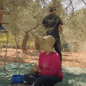 Syrian women and men harvesting olives in Homs region, beneficiaries of a crypto-funded olive oil workshop, working to generate sustainable halal income and support their families.