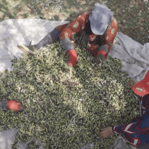Syrian villagers sorting olives on a cloth, aided by crypto donations supporting sustainable livelihoods via an olive oil workshop and Sadaqah Jariyah, powered by ETH.