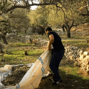 Man gathering olives from a net under olive trees, symbolizing the revival of an olive oil workshop in Syria supported by crypto donations via Ripple (XRP).