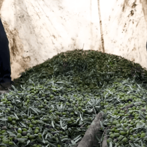 Syrian workers harvesting olives for income generation, supported by crypto donations like BTC.