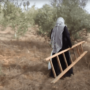 Women carrying a ladder through an olive grove in Syria; crypto donations revive an olive oil workshop, fostering sustainable livelihoods with USDT.