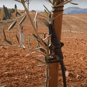 A young olive sapling is supported by a wooden stake in a field of dry, red earth. Rows of similar saplings extend into the background under a cloudy sky, symbolizing a crypto-supported project for planting trees for needy families.