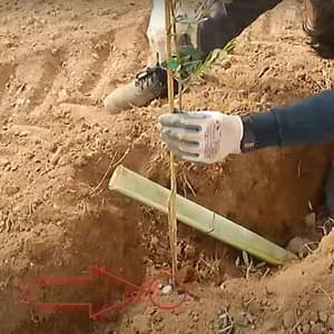 Planting an olive sapling with a support stake in freshly dug soil, symbolizing planting olive trees for needy families through crypto donations of BTC.