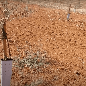 Newly planted olive sapling in arid soil, part of a crypto-funded charity project to plant trees for needy families in Syria and Pakistan. Supported by ETH.