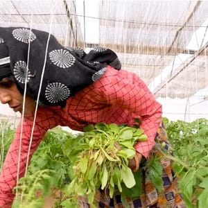 Woman harvesting greens in a hydroponic greenhouse, a project funded by crypto donations, supporting families and empowering women. Utilizing USDT for aid.