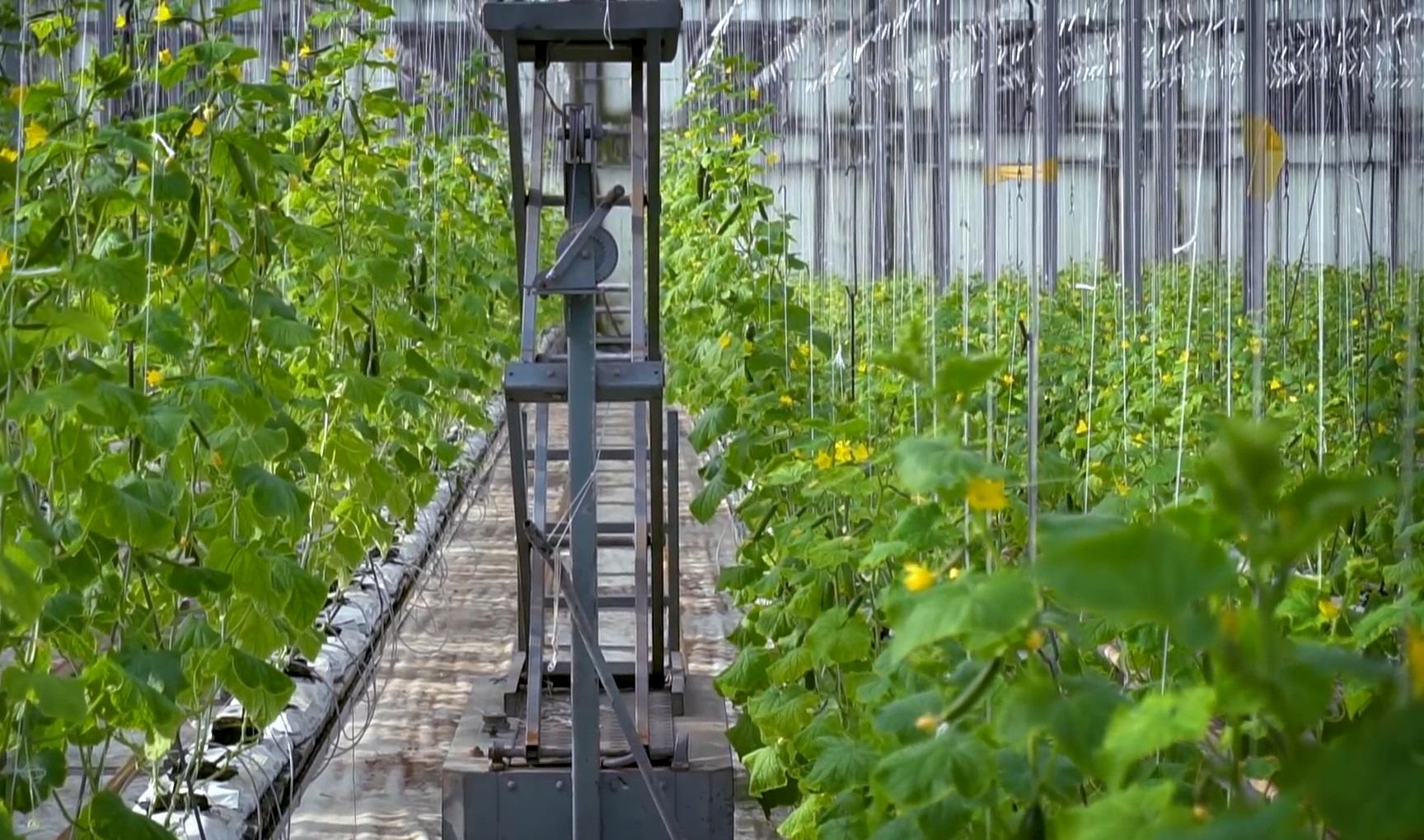 Rows of cucumber plants growing in a hydroponic greenhouse, with a vertical irrigation system and pollination equipment. Crypto donations by ETH empower families with sustainable agriculture.