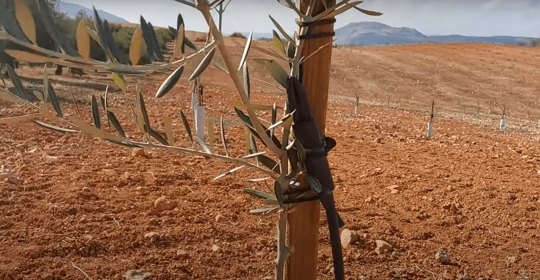 A young olive sapling is supported by a wooden stake in a field of dry, red earth. Rows of similar saplings extend into the background under a cloudy sky, symbolizing a crypto-supported project for planting trees for needy families.