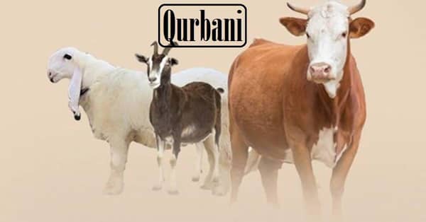 Qurbani Udhiyah sacrifice animals: sheep, goat, and cow. Donate Eid al-Adha offerings via SOL.