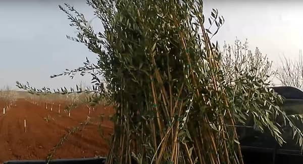 Bundle of olive saplings ready for planting, symbolizing Sadaqah Jariyah and sustainable income, with crypto donations supporting the effort. Funded by ETH.