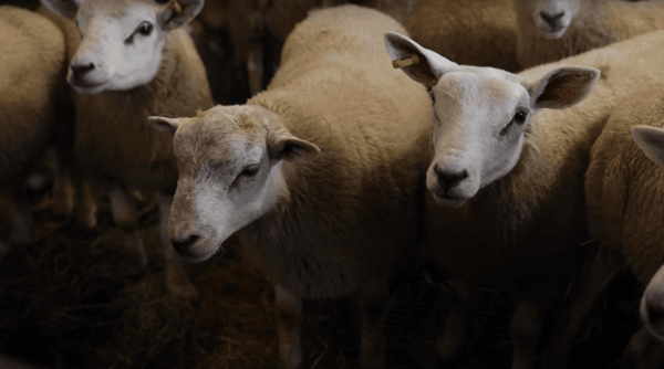 Eid al-Adha 2024 Udhiyah sheep by BTC ETH SOL donation