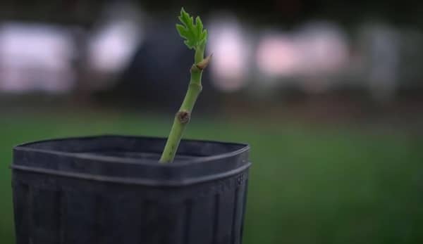 صدقة جارية عن طريق زراعة الأشجار عملات مشفرة BTC ETH SOL USDC XRP LTC تبرع