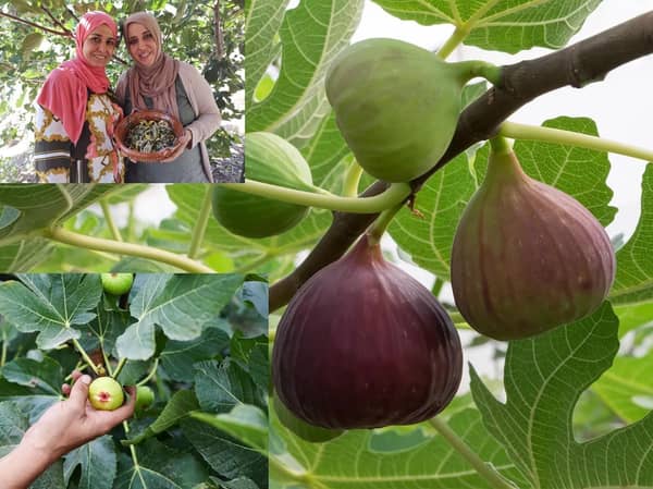 Two women stand with a bowl of harvested figs, while others are shown growing on a tree branch. Donate to plant fig trees with ETH for sustainable food and environmental aid.