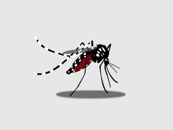 Illustration of an Aedes mosquito, the vector for Dengue Fever. Supporting Dengue prevention efforts with crypto donations, such as ETH.