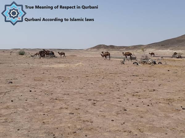 Día Mundial de los Animales de Granja y Qurbani según las leyes islámicas Ayuda islámica Política de donaciones al 100% Caridad en criptomonedas