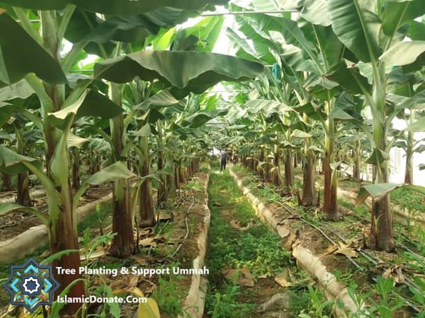 Greenhouse filled with rows of growing banana trees, part of a crypto-funded tree planting project to break the cycle of poverty. Supported by ETH donations.