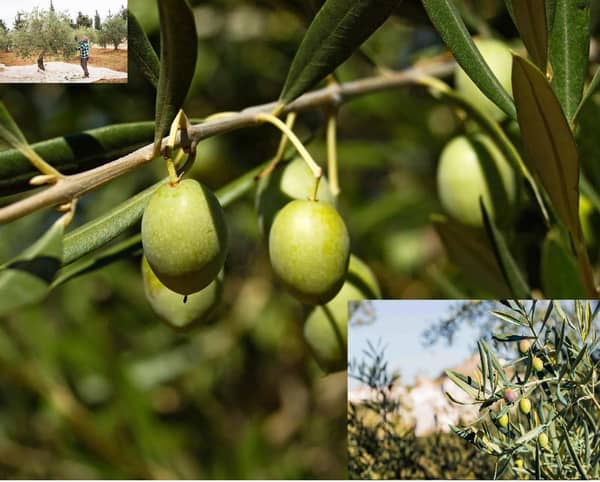 Close-up of green olives on a branch, with a small inset photo of a person harvesting olives in a grove, illustrating crypto donations for planting olive trees and empowering families in the Middle East via ETH.