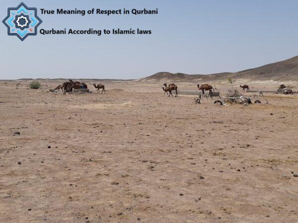 World Farm Animal Day and Qurbani According to Islamic laws Islamic relief 100 Donation Policy Cryptocurrency Charity